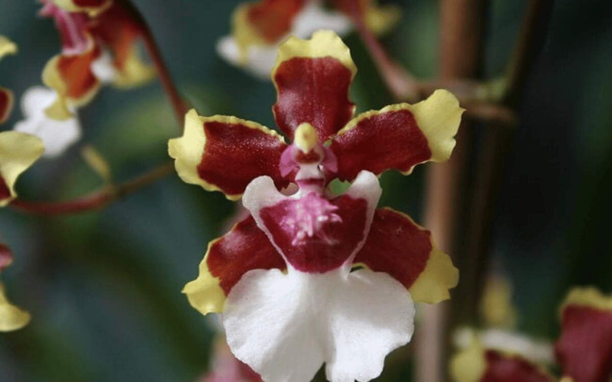 Orquidea-chocolate-destacado