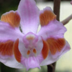 Orquídeas Doritis - Sua História, Cultivo e Fotos
