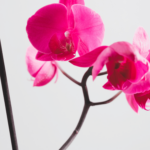 Hastes Florais Das Orquídeas - Cortar ou Não Cortar?