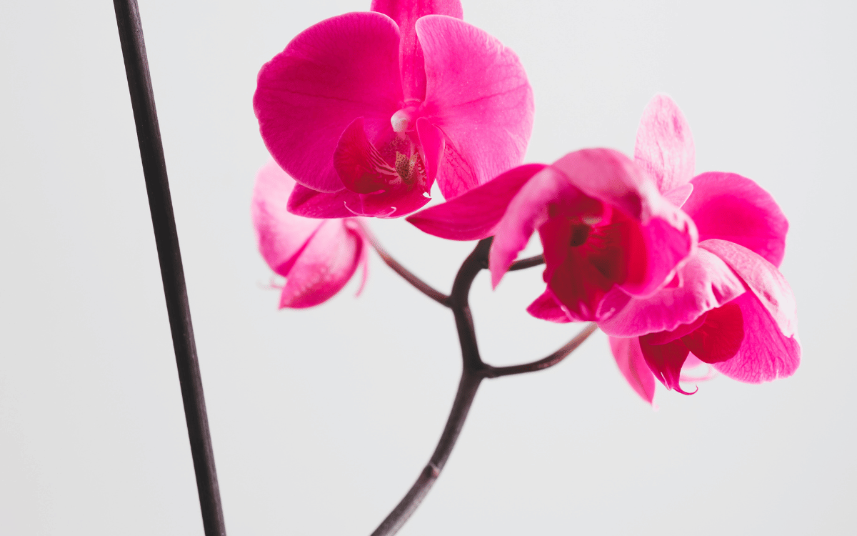 hastes-florais-orquideas