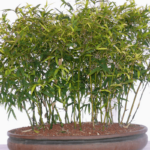 Bonsai De Bambu - Como Cuidar, Curiosidades e Espécies