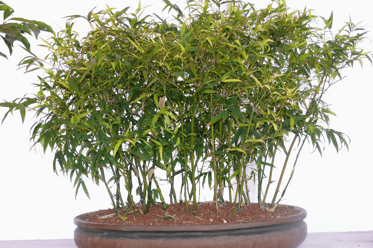 Bonsai de bambu – destacado
