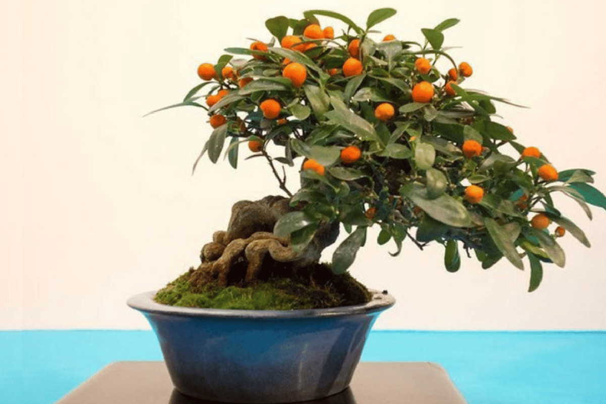 Bonsai de laranja – destacado