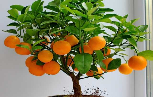 Bonsai de laranja