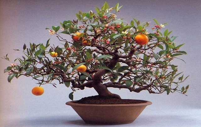 Bonsai de laranjeira