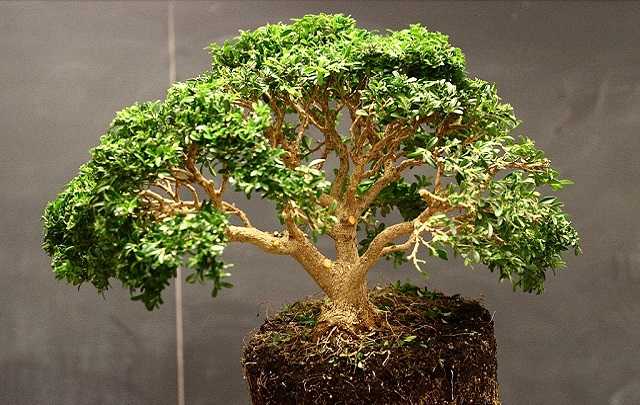 Buxus bonsai iluminacao