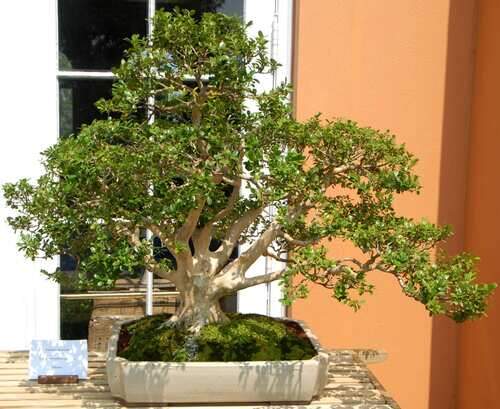 Buxus microphylla bonsai