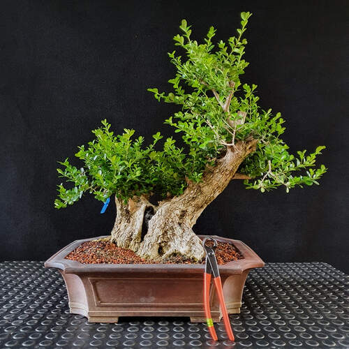 Buxus sempervirens bonsai 1