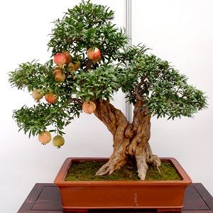 Roma bonsai