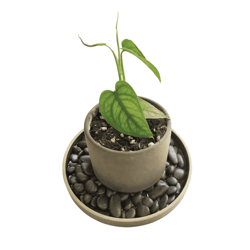 Vaso de umidade para plantas