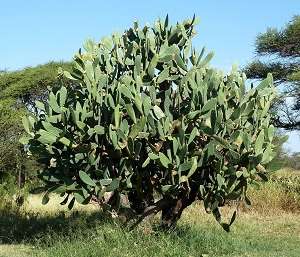 Cacto Lingua do Diabo Opuntia Ficus Indica
