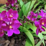 Orquídea Grapete - Como Cuidar e Fazer Mudas