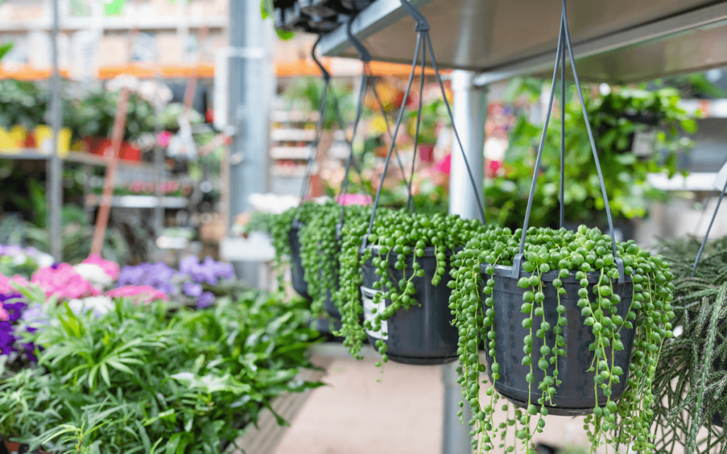 Como Cuidar Da Suculenta Colar De Pérolas Passo A Passo
