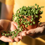 String of Pearls Plant – Step By Step Care Guide