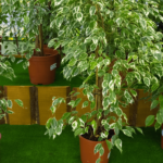 Ficus Benjamina - Origem, Características e Cultivo