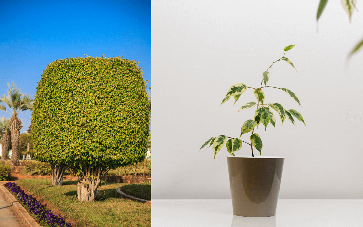 Ficus Benjamina 02