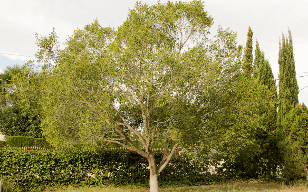 Ficus Benjamina 06