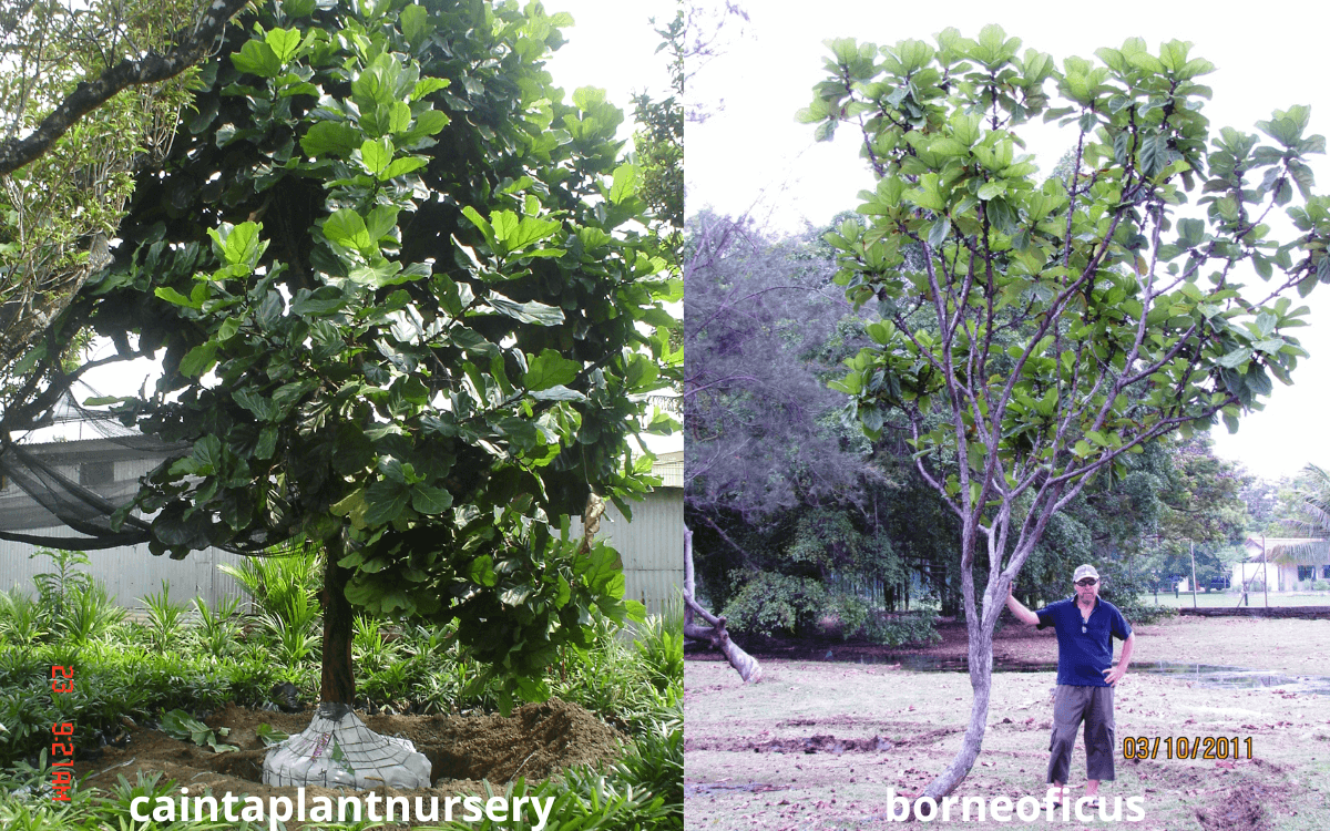 Ficus Lyrata plantada fora de casa como arvore