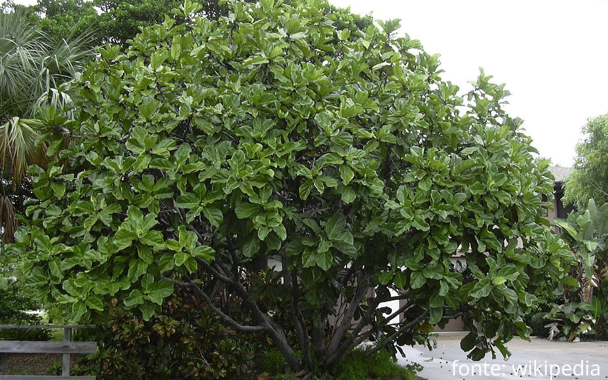 Ficus lyrata arvore