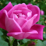 Mini Rosa: Características e Como Cuidar em 8 Passos