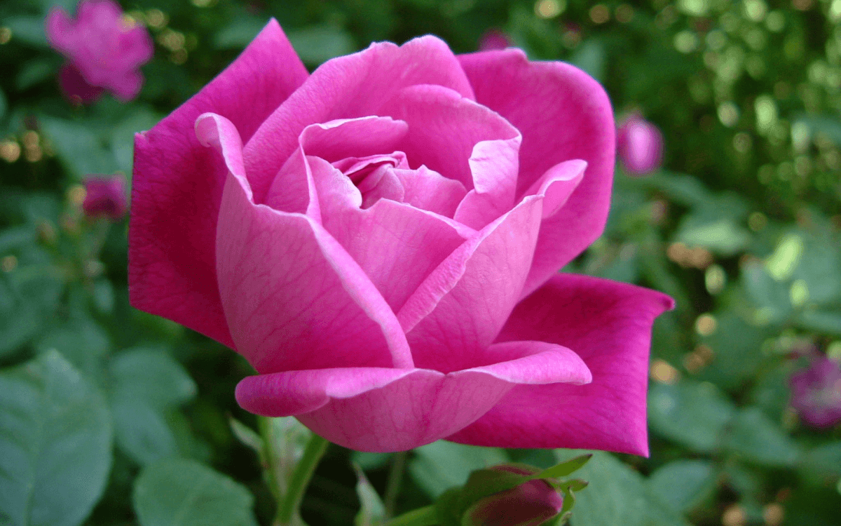 Mini rosa com flor rosa