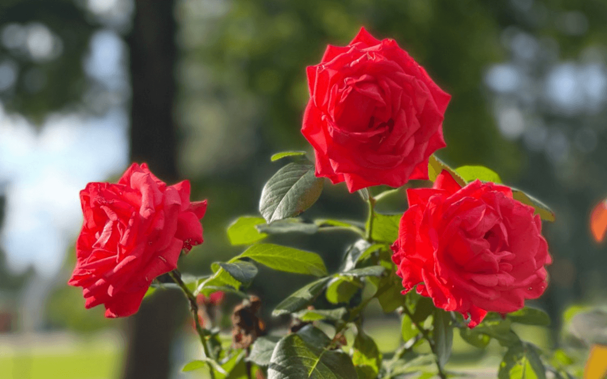 Mini rosa com flores vermelhas