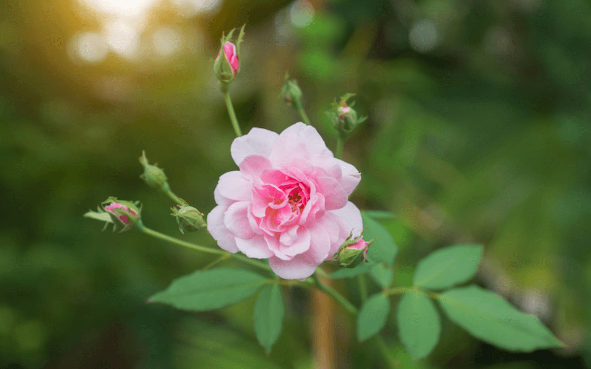 Mini rosa