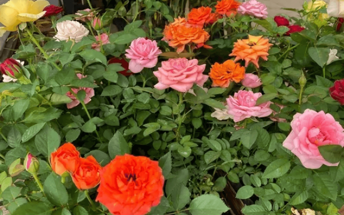 Mini rosas no jardim