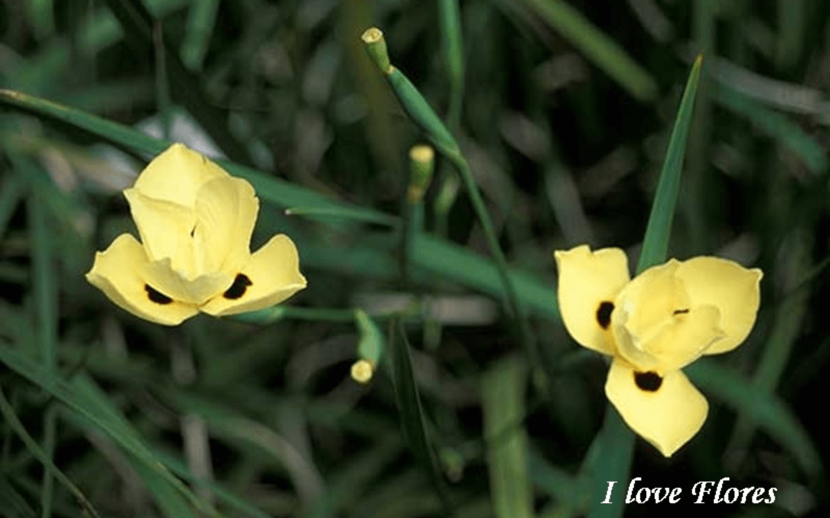 Moreia flor amarela