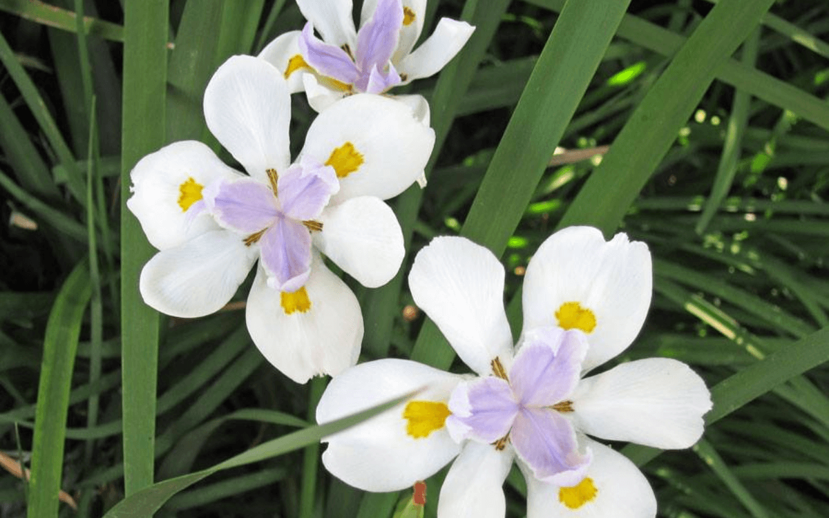 Moreia flor branca