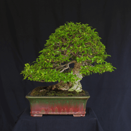 Myrtus communis como bonsai