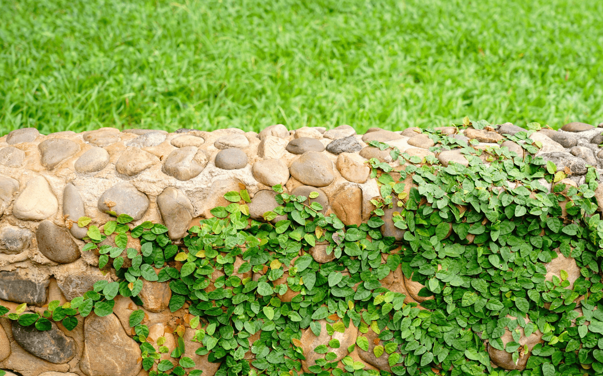 Ficus pumila apoiado em um muro de pedras