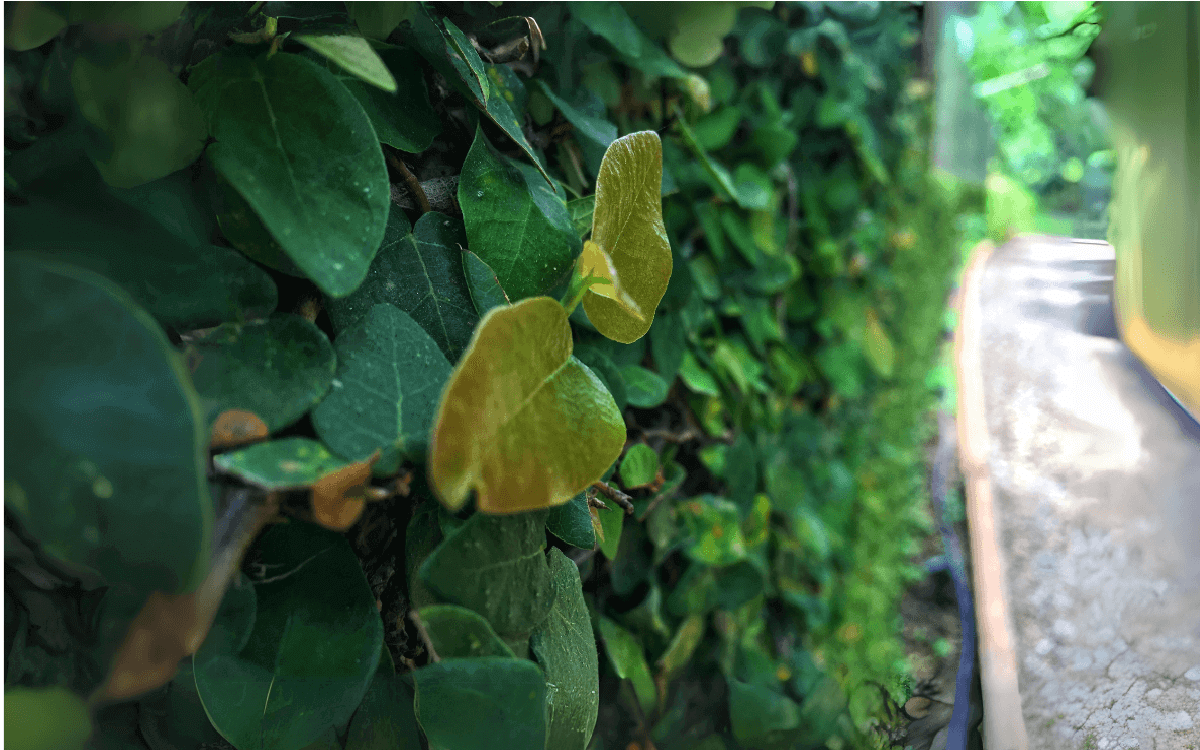 Ficus pumila – trepadeira unha de gato