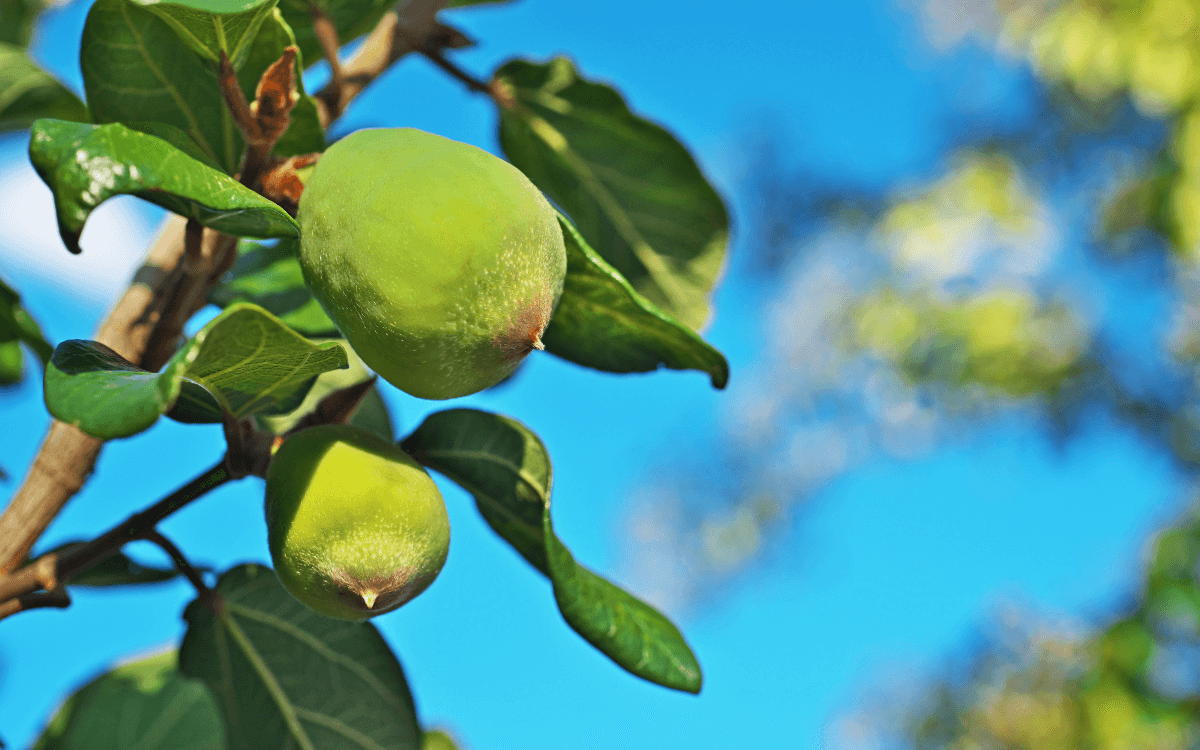 Fruto Ficus Pumila