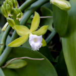 Orquídea Baunilha: Características e Cultivo (Com Fotos)