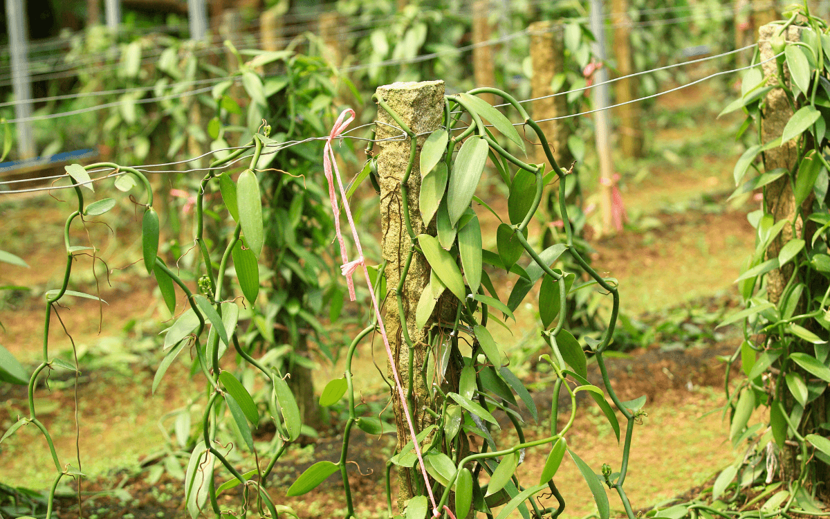 Orquidea baunilha cultivo comercial