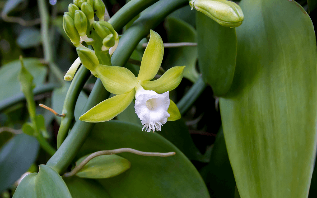 Orquidea baunilha