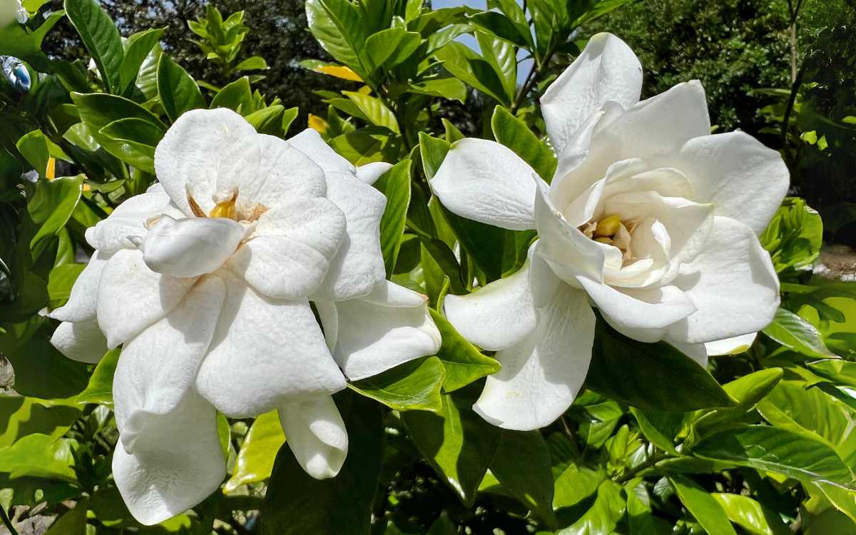 2 flores brancas de gardenia