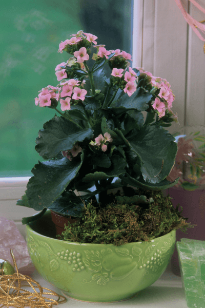 Calanchoe florida em um vaso verde