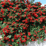 Clerodendro-Vermelho: Como Cuidar e Fazer Mudas