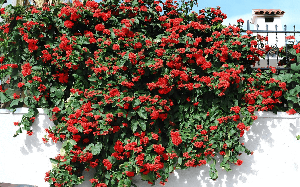 Clerodendro vermelho com flores em um muro