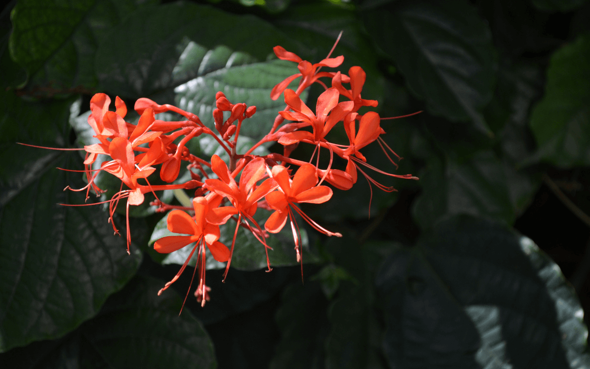 Clerodendro vermelho flores laranjas