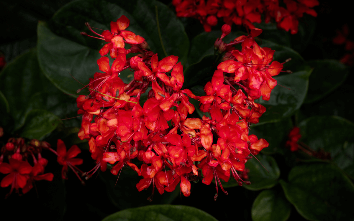 Clerodendro vermelho flores