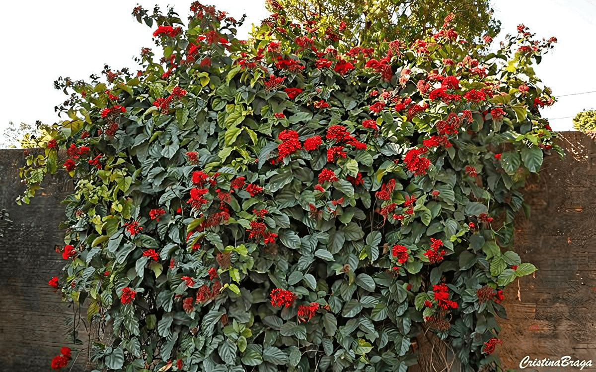 Clerodendro vermelho planta grande