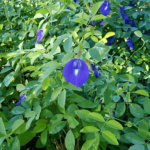 Clitoria Ternatea (Fada Azul): Características e Cultivo
