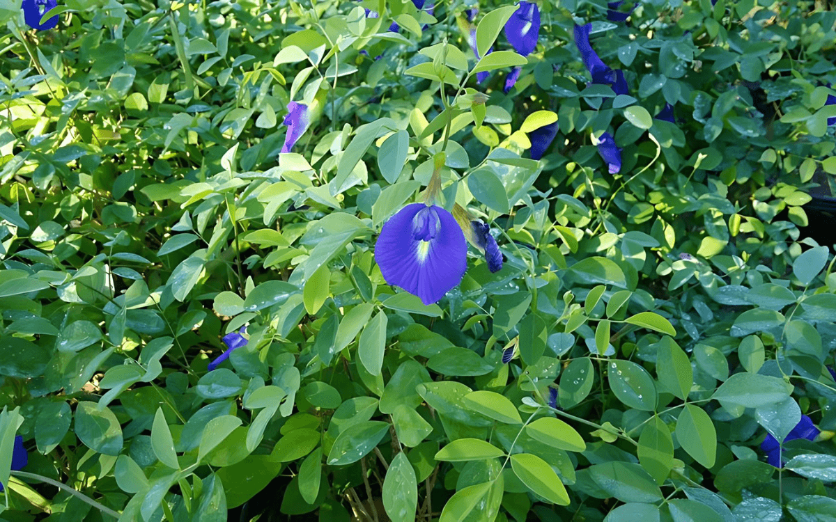 Clitoria Ternatea flor fada azul imagem destacada