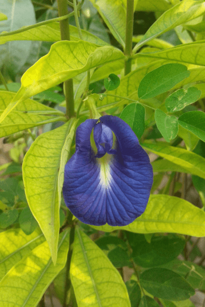 Flor fada azul Clitoria Ternatea