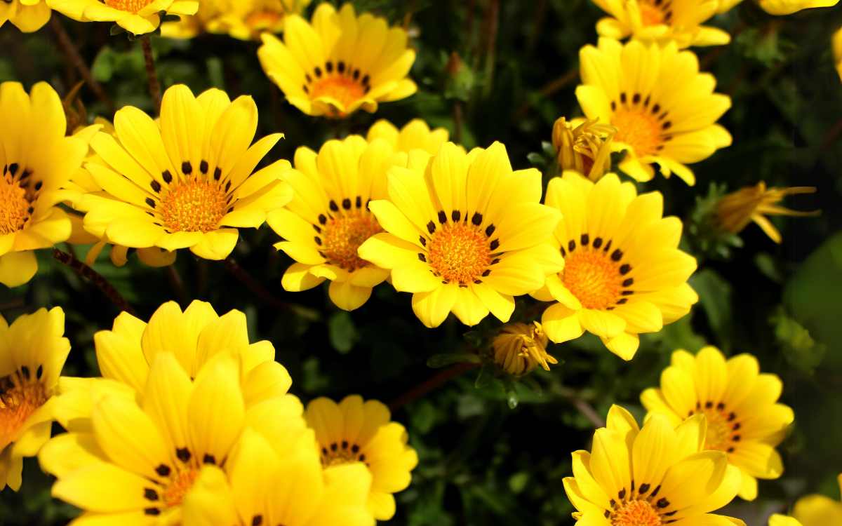 Flores amarelas gazania