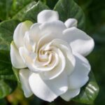 Flor Gardênia: Características, Como Cuidar e Fazer Mudas