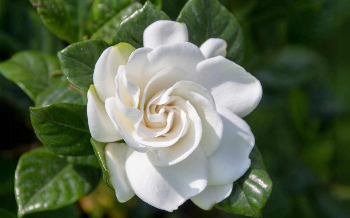 Gardenia – flor em destaque